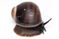 Helicophanta magnifica Madagascar adult, 80mm
